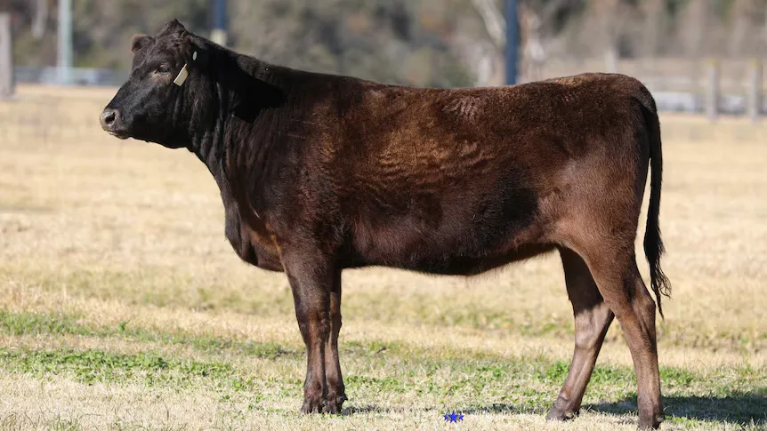 cow looking into the distance