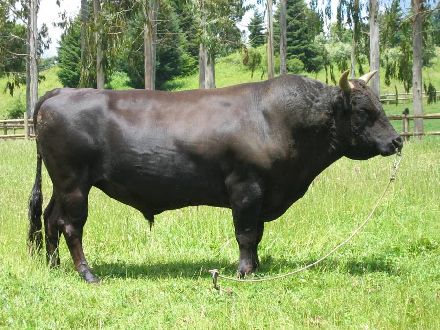 Tama at three years, out on summer grass