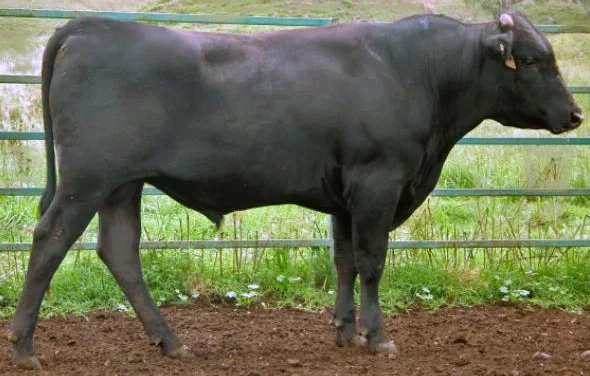 Michifuku-sired heifer out of our own herd