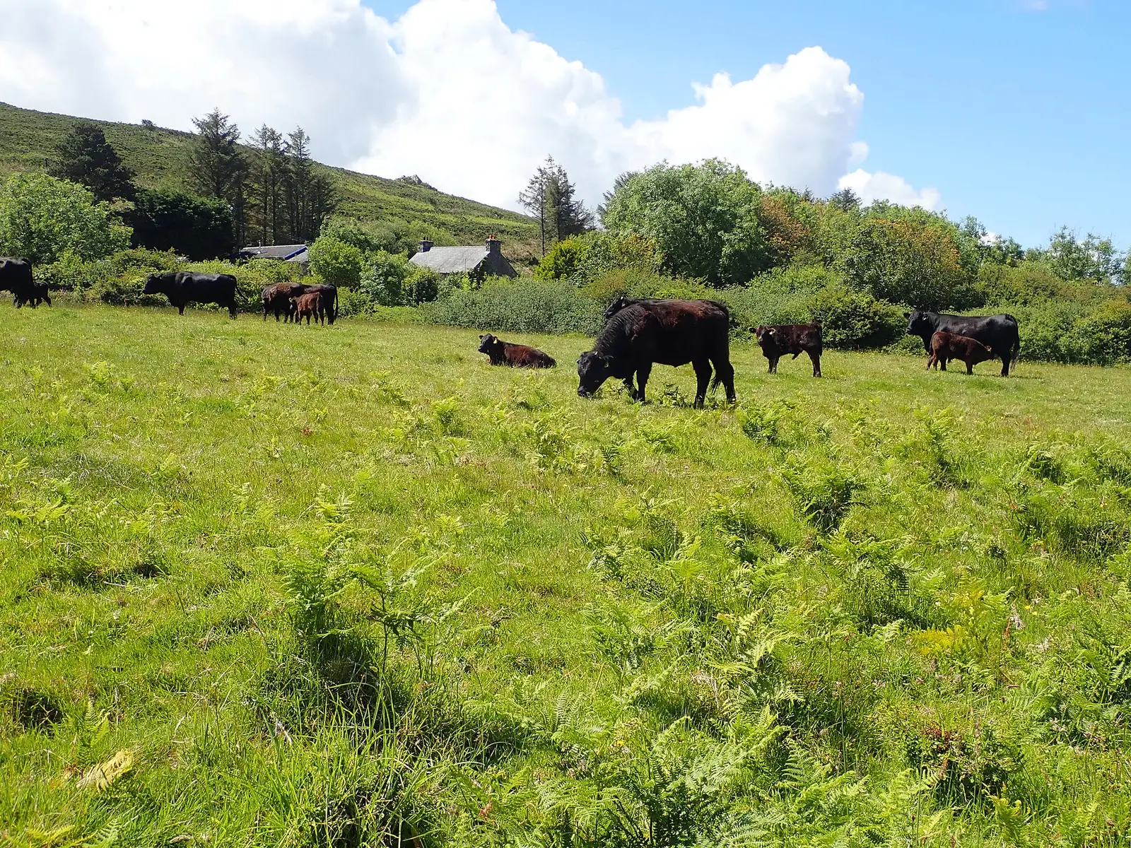 Cattle out on grass through a long Irish grazing season