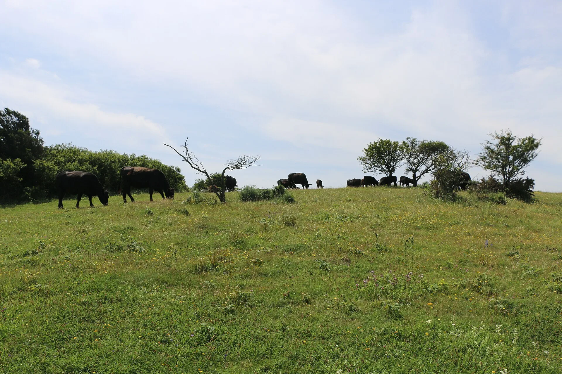 Wagyu cattle grazing on a green Kildare pasture
