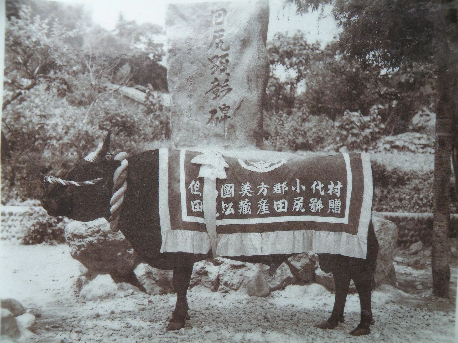 Tajiri, the foundation Tajima bull behind much of the breed