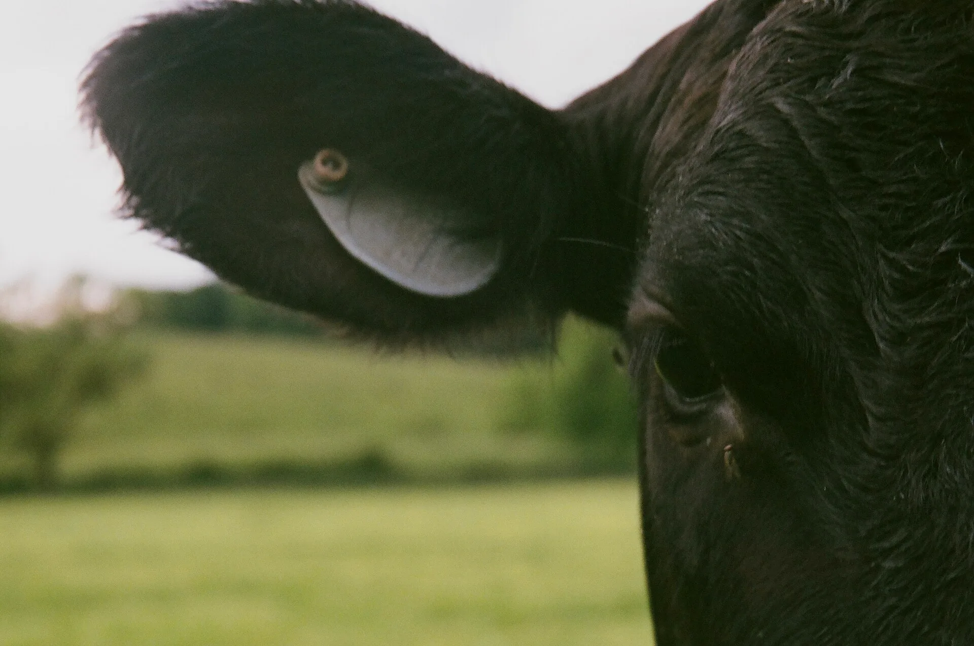Close-up of a black Wagyu cow in a field