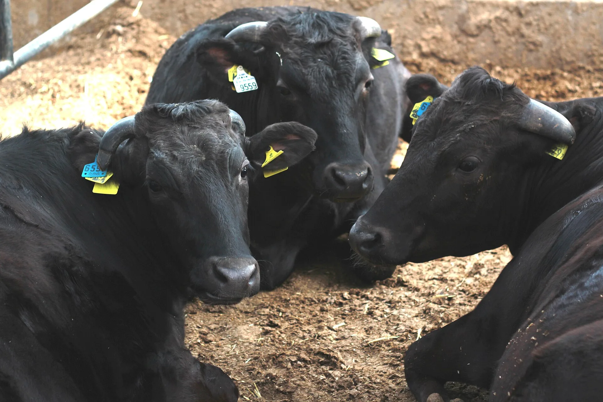Young Wagyu stock — the usual starting point for a new herd